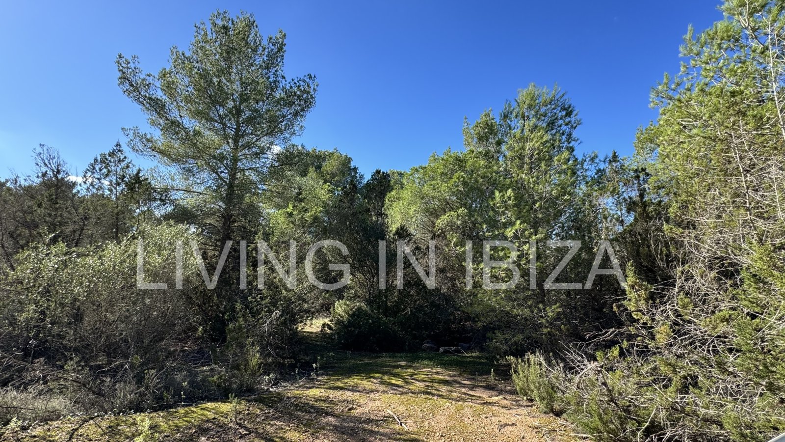 This rustic plot of forest land is located in the municipality of Sant Antoni de Portmany, in one of the most peaceful and natural areas of Ibiza. This rustic plot of forest land is located in the municipality of Sant Antoni de Portmany, in one of the most peaceful and natural areas of Ibiza.
